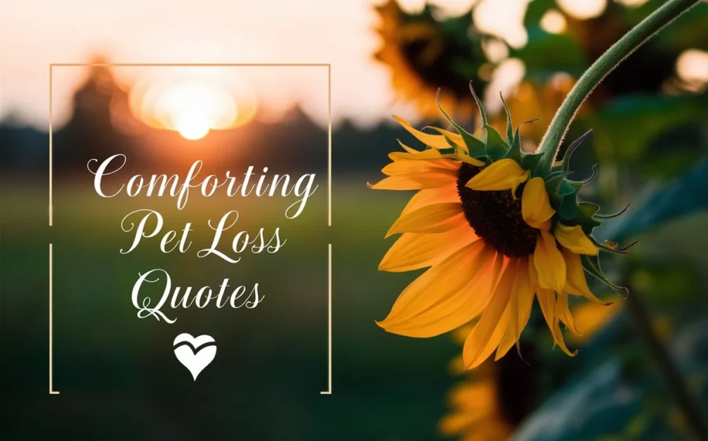 Comforting Pet Loss Quotes 🌻